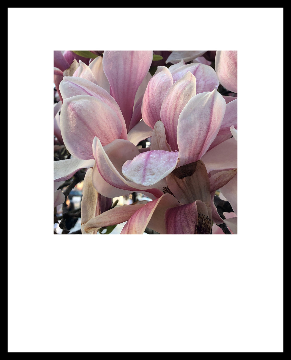 magnolias in paris